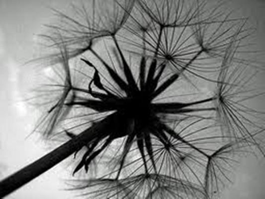 dandelion-forum.jpg