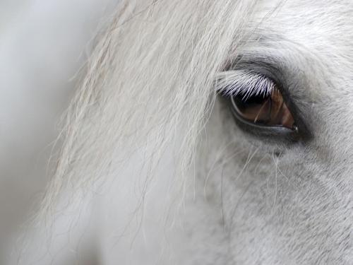 horseforum.JPG