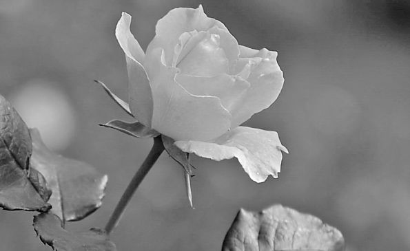 Romantische-Liebe-Rosenbluete_jpg_595.jpg