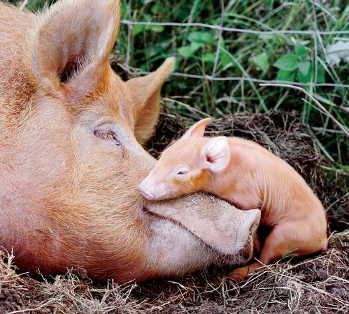 mother-baby-pig_52319_600x450.jpg