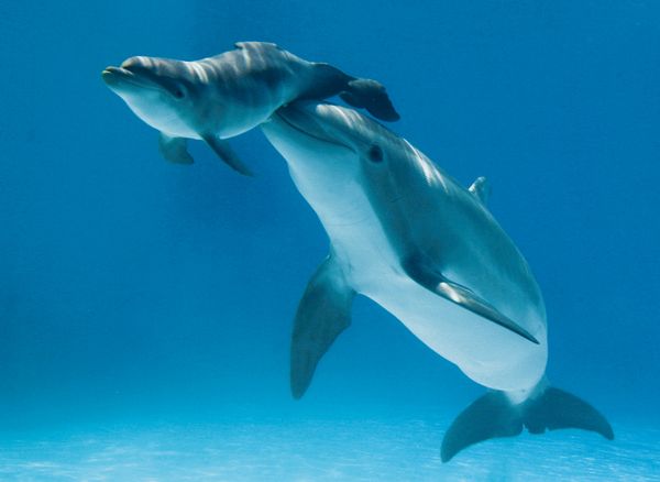 mother-baby-dolphin_52365_600x450.jpg