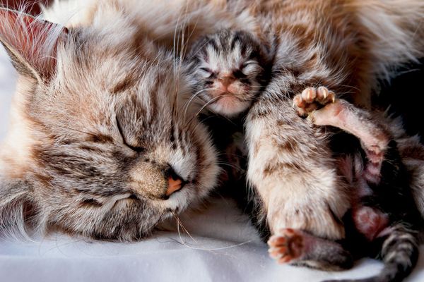 mother-baby-kitten_52320_600x450.jpg