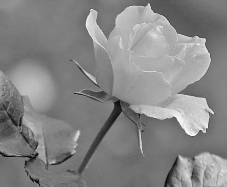 Romantische-Liebe-Rosenbluete_jpg_595.jpg