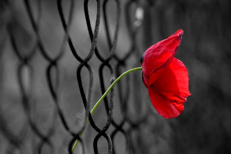 freedom_by_ahmetorhan.jpg