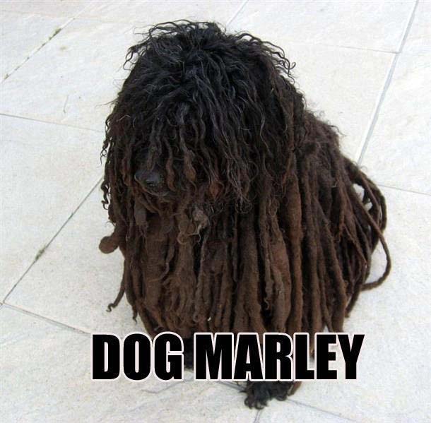 marley.jpg