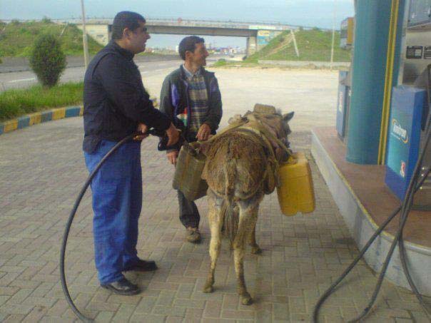 donkey.jpg