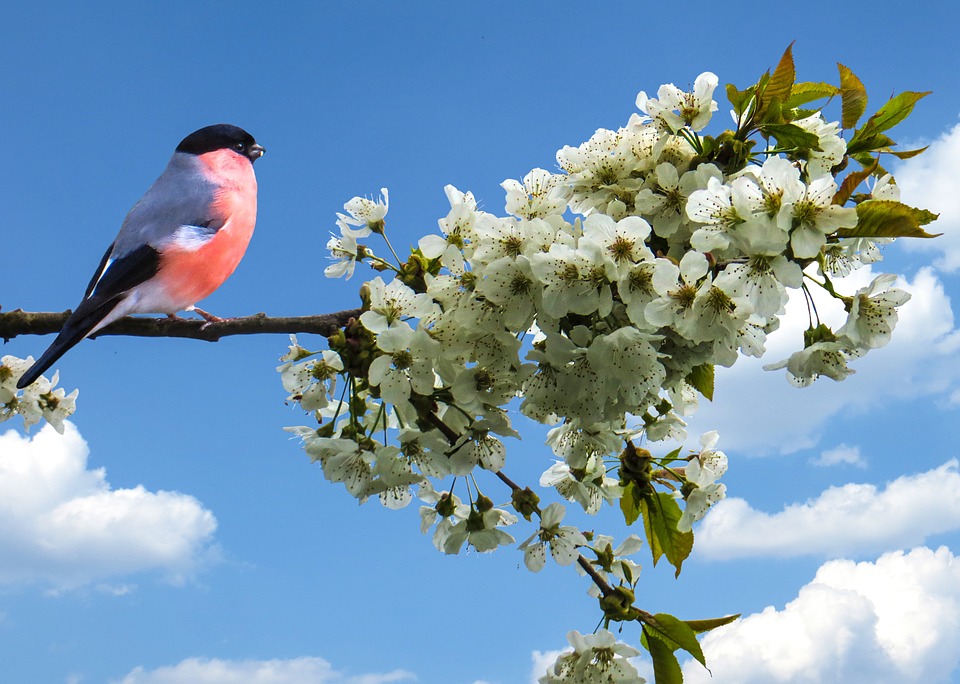 spring-641994_960_720.jpg